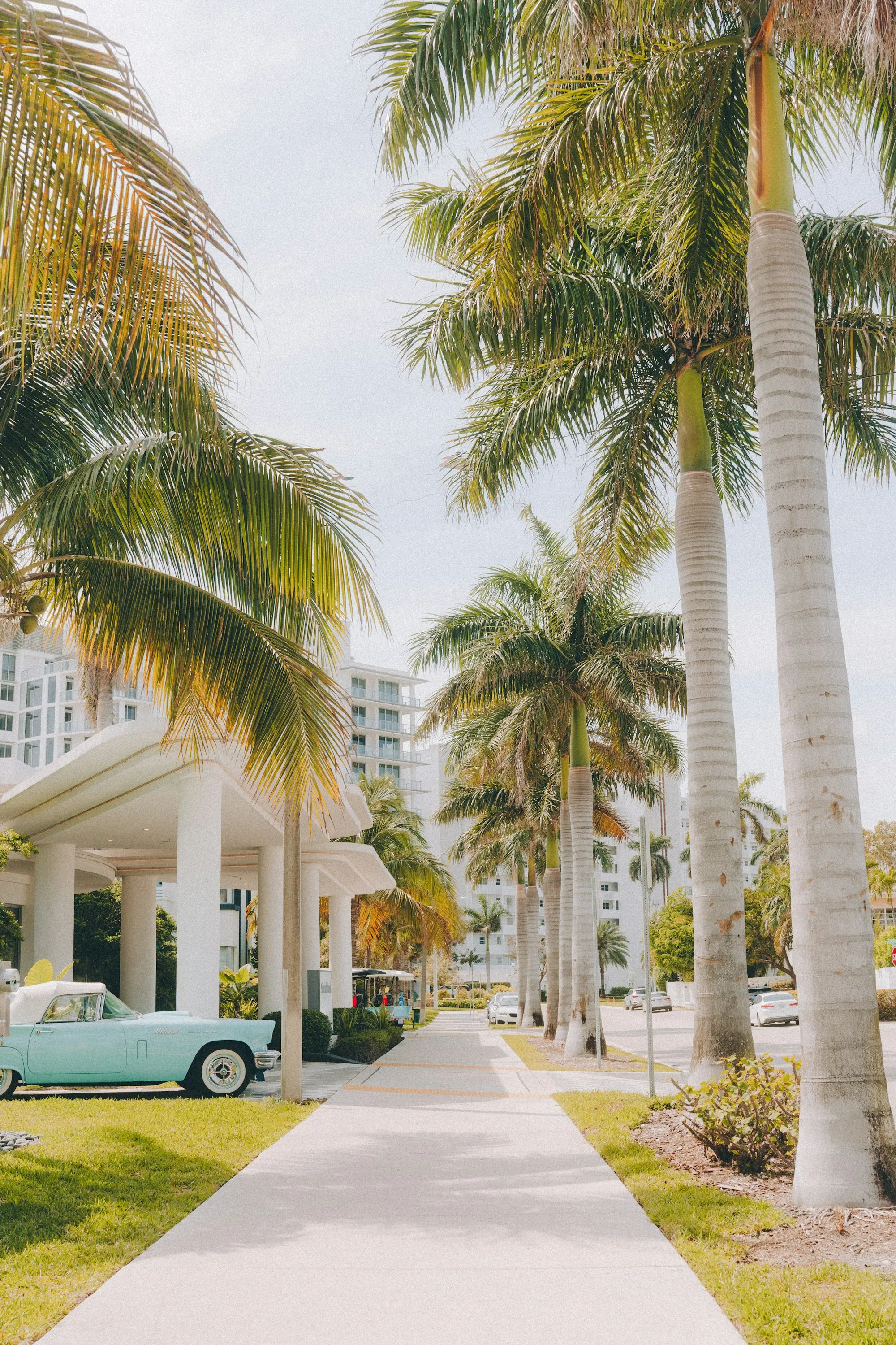 A residential street with palm trees and parked cars